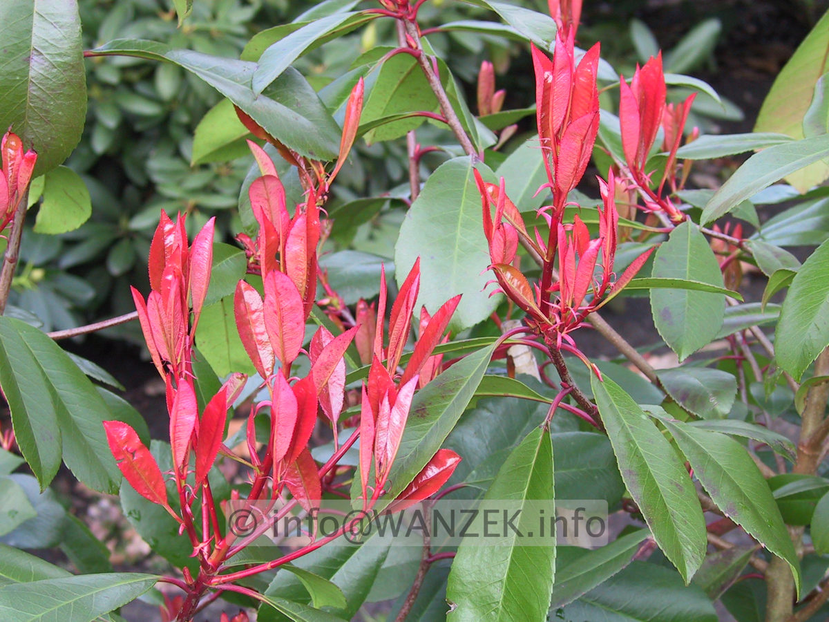 Photinia fraseri Red Robin 01 Austrieb.JPG